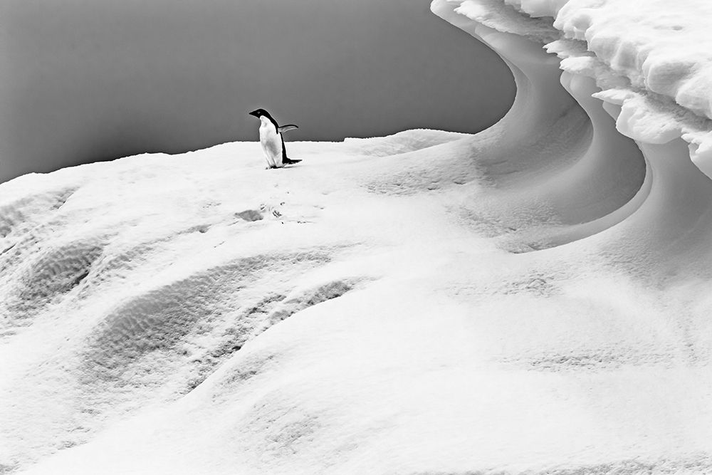 Adelie Penguin blue iceberg Charlotte Bay-Antarctica  art print by William Perry for $57.95 CAD